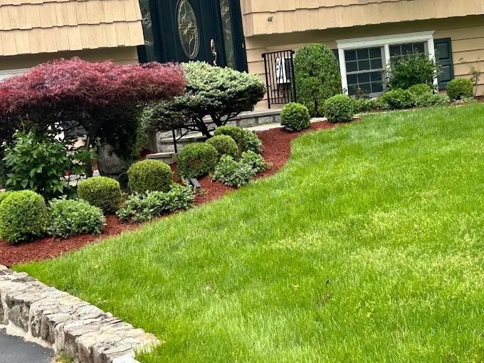 Mulched planting bed with Japanese maple and boxwoods